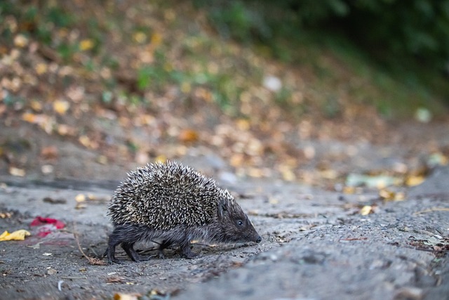 风采依旧 风采依旧